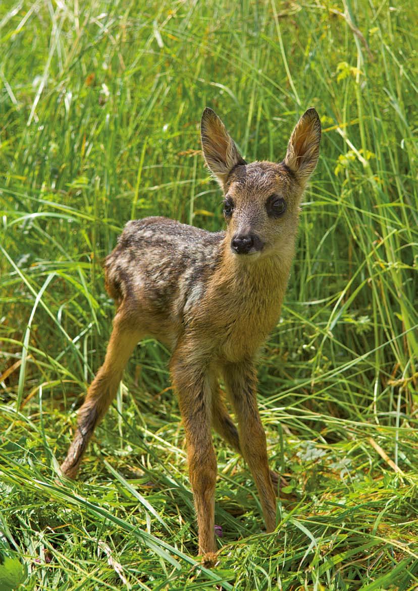 Fawn in high grass